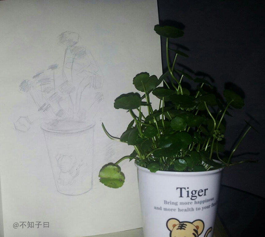 未解_老虎杯_铜钱草_素描_、.jpg