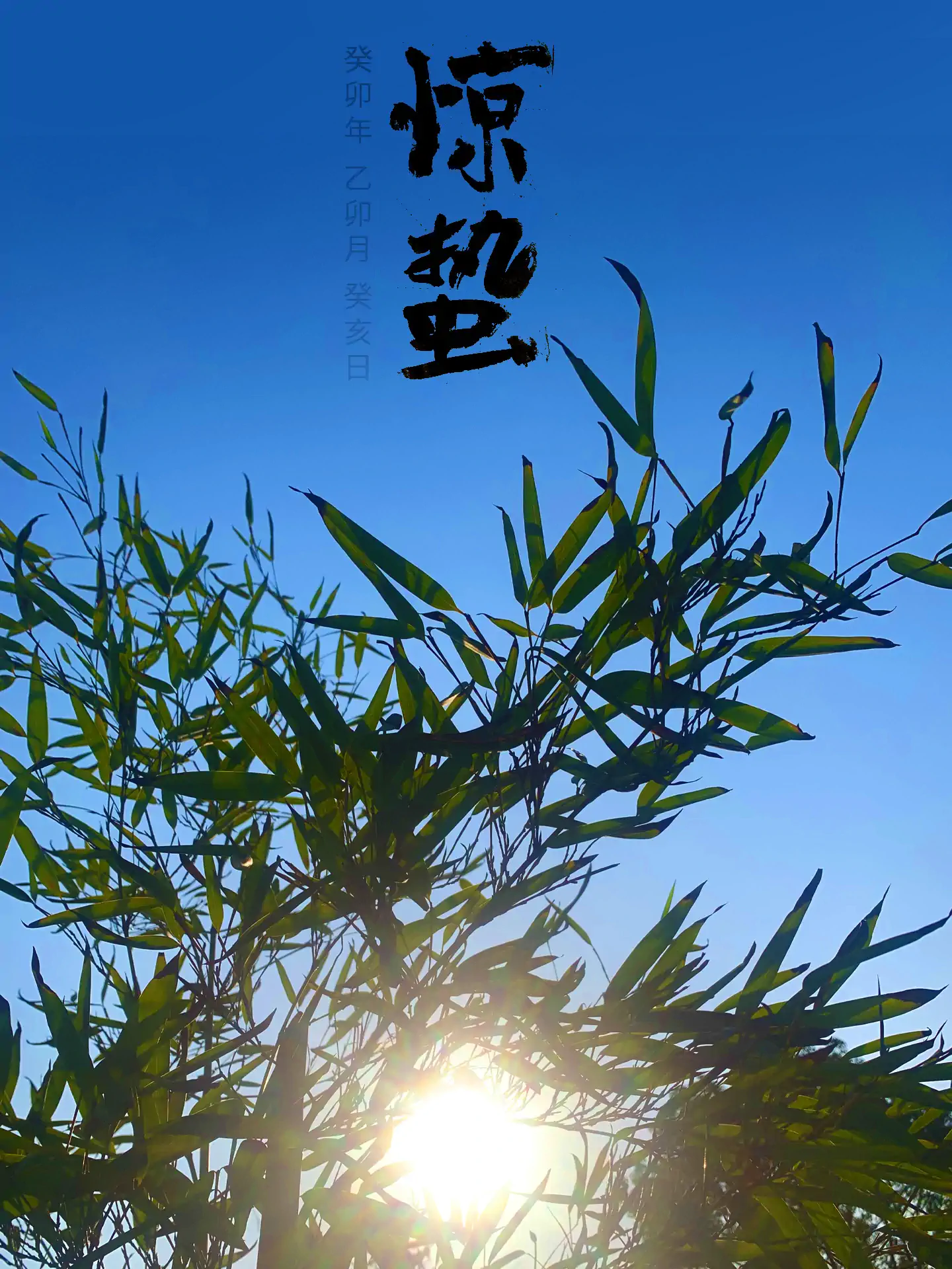 2023 惊蛰 - 簇聚生机 二十四节气