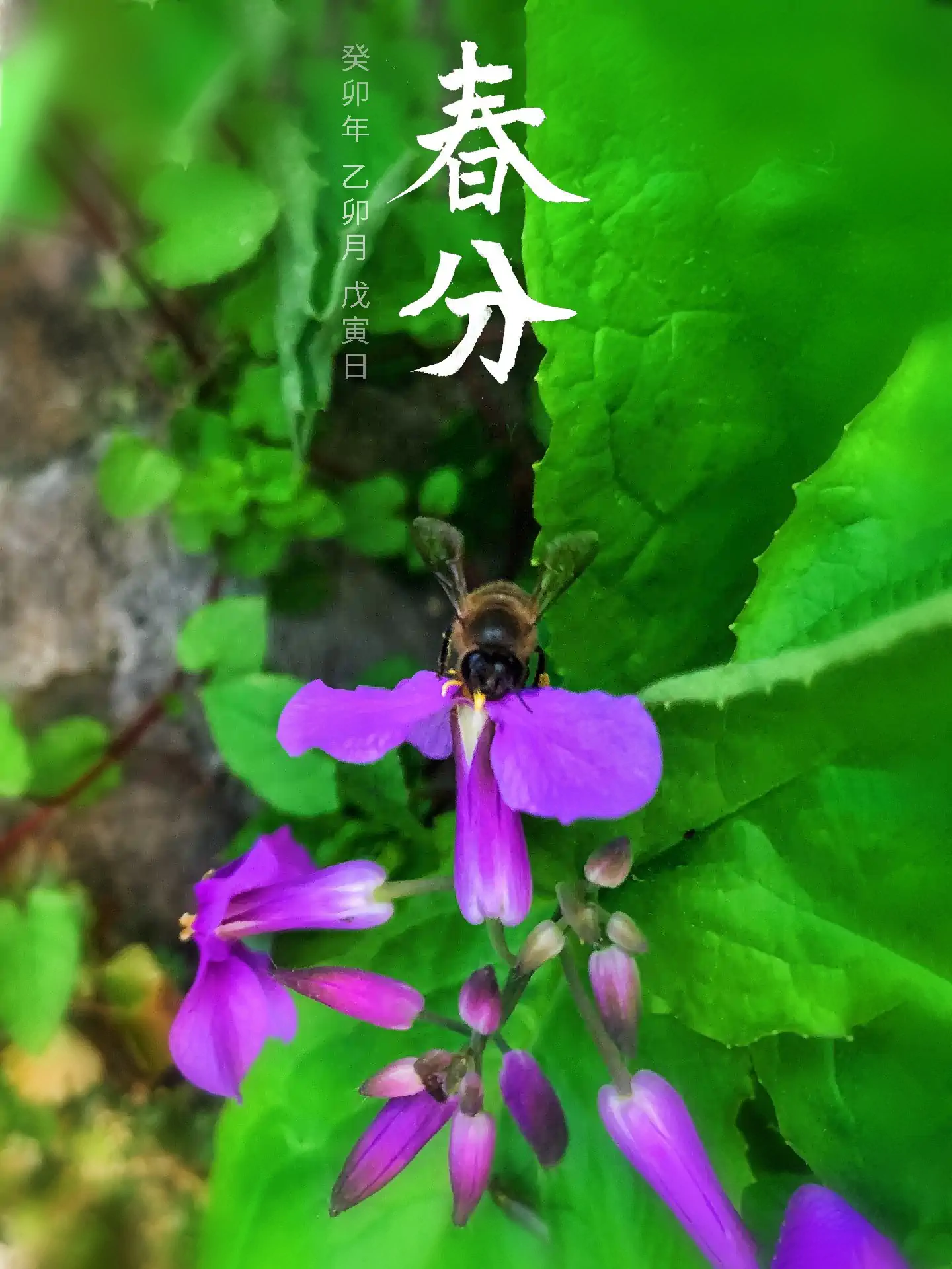 2023 春分 - 蜂芒逐露 二十四节气