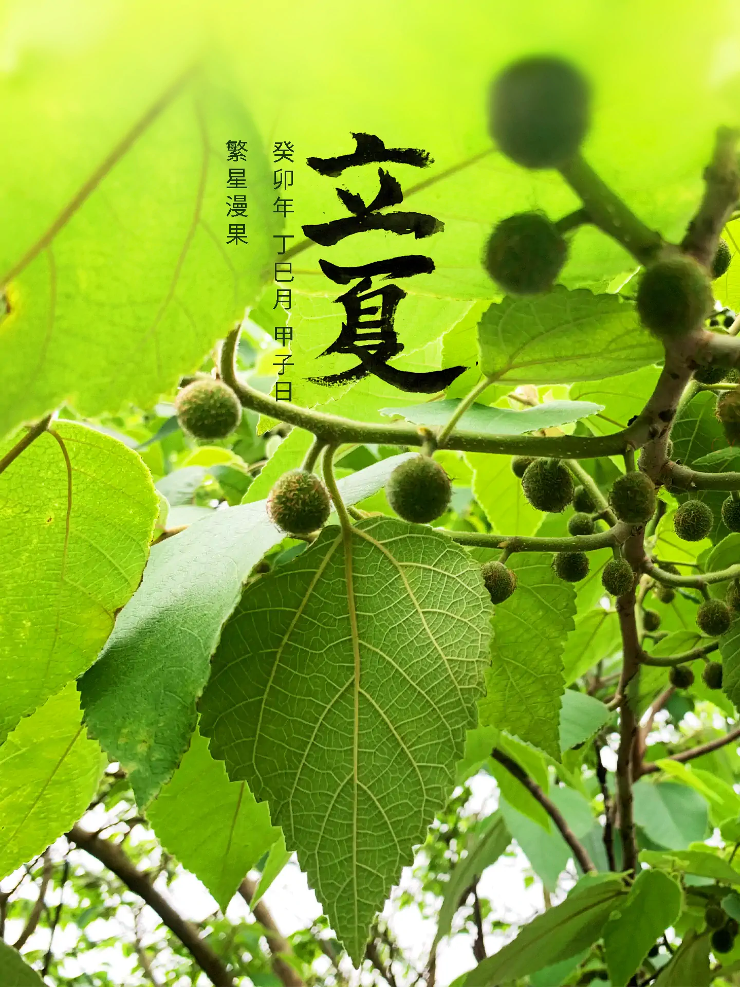 2023 立夏 - 繁星漫果  二十四节气
