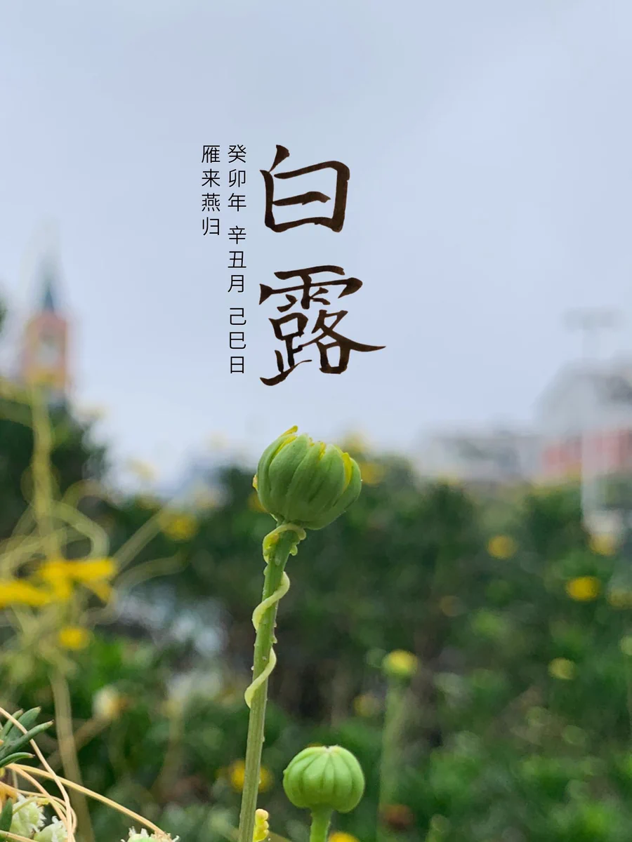 2023 白露 - 雁来燕归 二十四节气