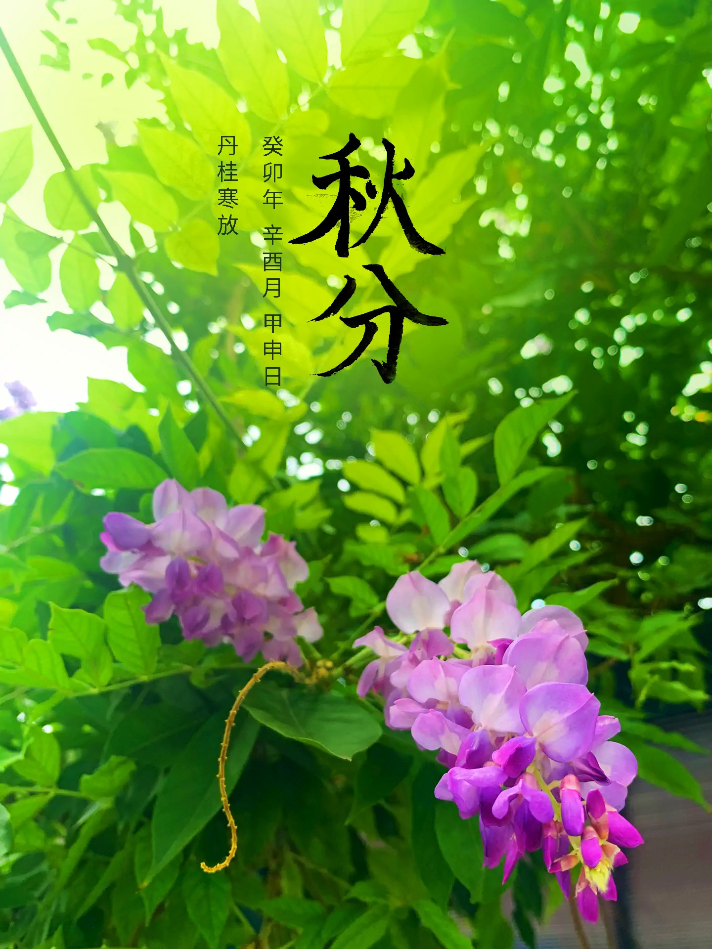 2023 秋分 - 丹桂寒放 二十四节气